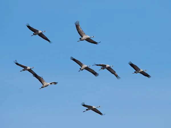 Jeřáb popelavý (Grus Grus) — Stock fotografie