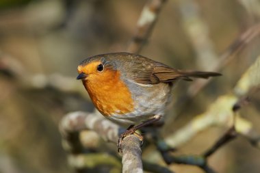 Avrupa bülbülü (Erithacus rubecula)