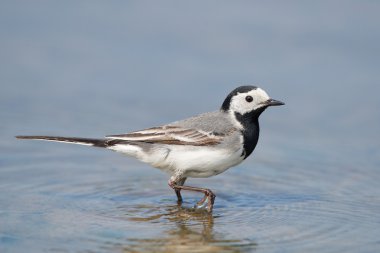 Beyaz kuyruk (Motacilla alba)