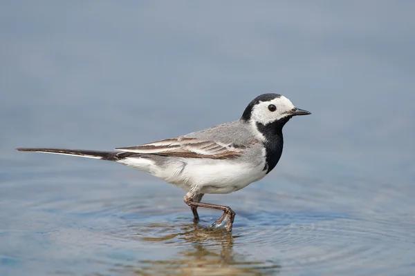 Beyaz kuyruk (Motacilla alba) — Stok fotoğraf