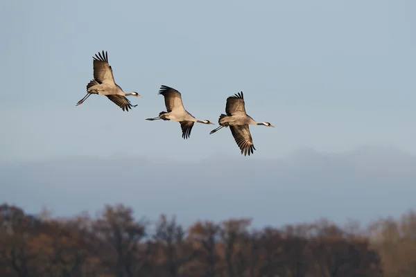 Grúa común (Grus grus ) — Foto de Stock