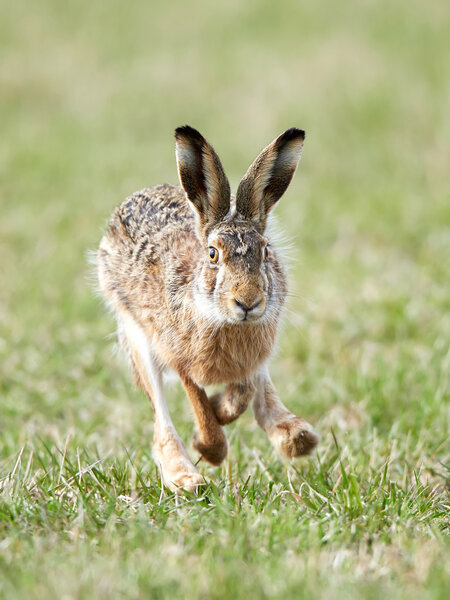 Европейский заяц (Lepus europaeus)