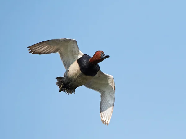 Common pochard (Aythya ferina) — Stock Photo, Image