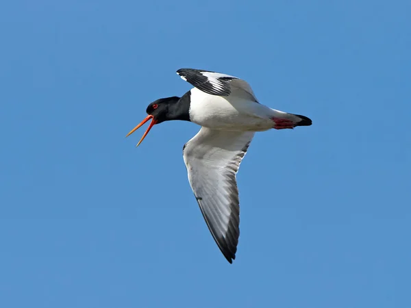 Евразийская устрица (Haematopus ostralegus) — стоковое фото