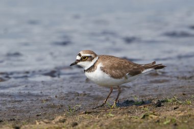 küçük halkalı yağmurkuşu (charadrius dubius)