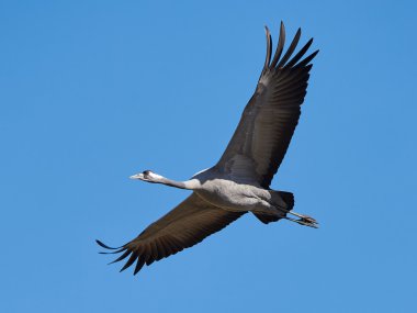 Bayağı turna (Grus Grus)