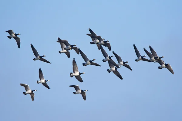 Barnacla (Branta leucopsis)) — Foto de Stock