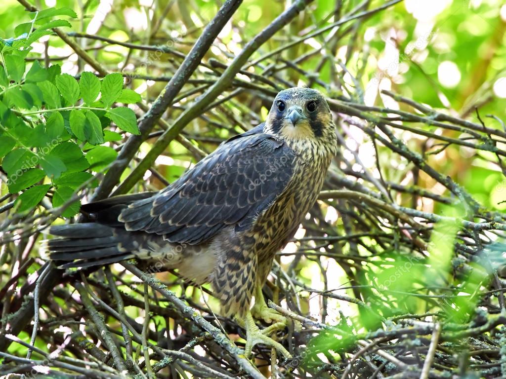 Peregrine Falcon: açıklama ve fotoğraf 28