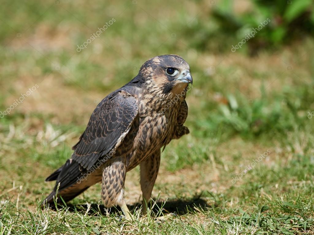 Peregrine Falcon: açıklama ve fotoğraf 96