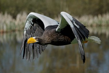 Stellers deniz kartal (Haliaeetus pelagicus)