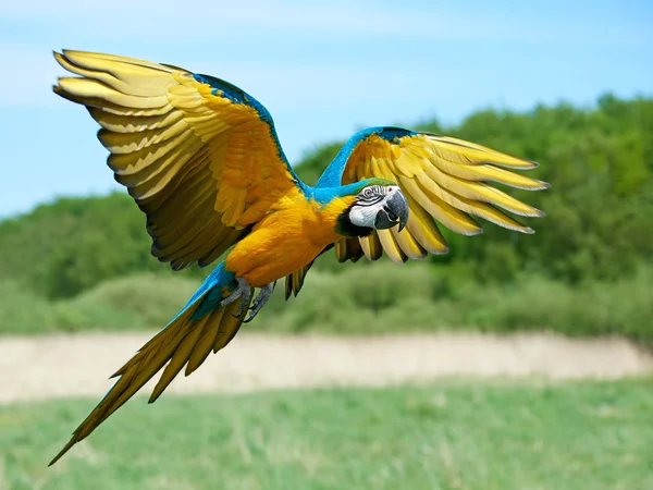 青と黄色のコンゴウインコ (Ara Ararauna) — ストック写真