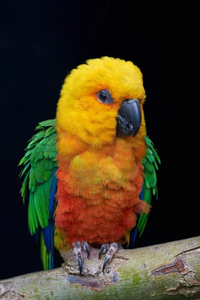 Jandaya parakeet (Aratinga jandaya) — Stock Photo, Image