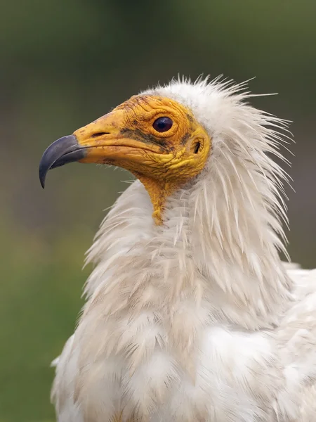 埃及秃鹫（Neophron percnopterus）) — 图库照片