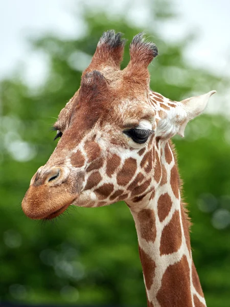 Reticulated giraffe (Giraffa camelopardalis reticulata) — Stock Photo, Image