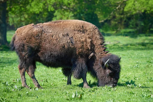 Bisonte-americano (Bisonte-bisão ) — Fotografia de Stock