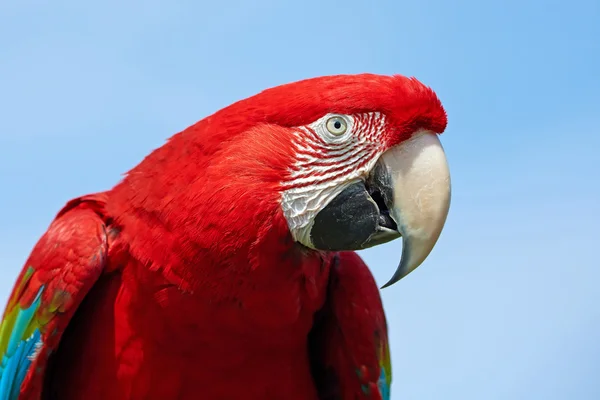 Green-winged macaw ( Ara chloropterus) — Stock Photo, Image