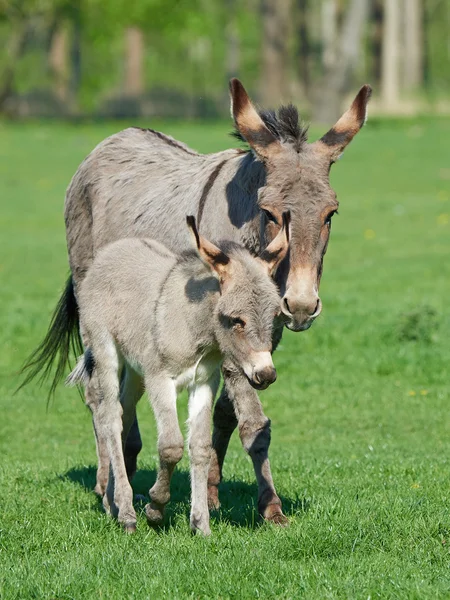 Esel (Equus africanus asinus ) – stockfoto