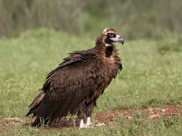 Sęp Black (monachus niezadowolona) — Zdjęcie stockowe