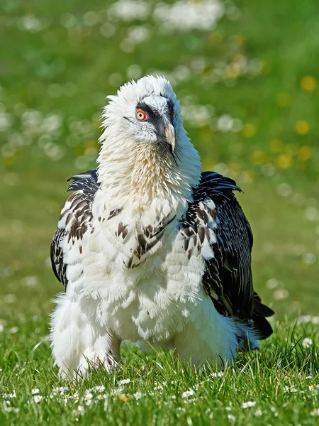 Бородатий вулик (gypaetus barbatus ) — стокове фото