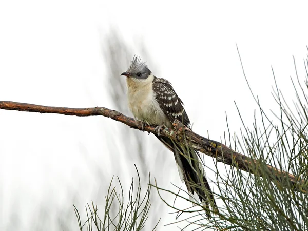 Gefleckter Kuckuck (clamator glandarius)) — Stockfoto