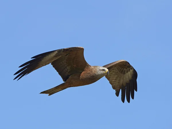 Cometa roja (Milvus milvus) — Foto de Stock