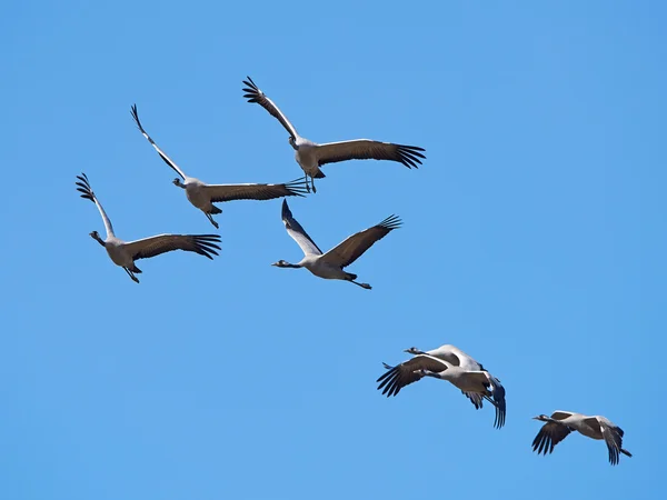 Grúa común (Grus grus ) — Foto de Stock