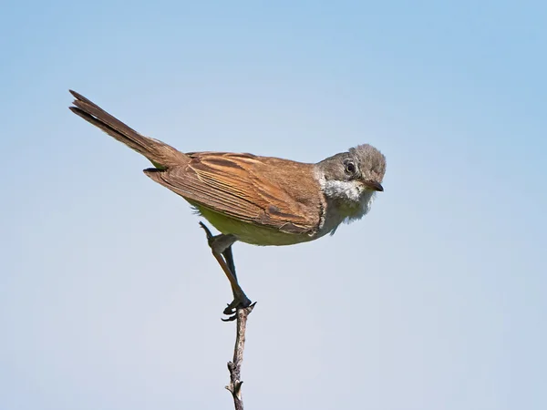 Közönséges fehérbúza (Sylvia communis)) — Stock Fotó