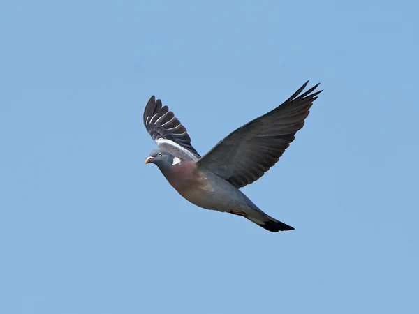 Genel odun güvercini (Columba palumbus) — Stok fotoğraf