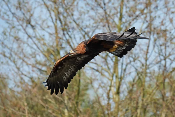 Orzeł złoty (Aquila chrysaetos) — Zdjęcie stockowe