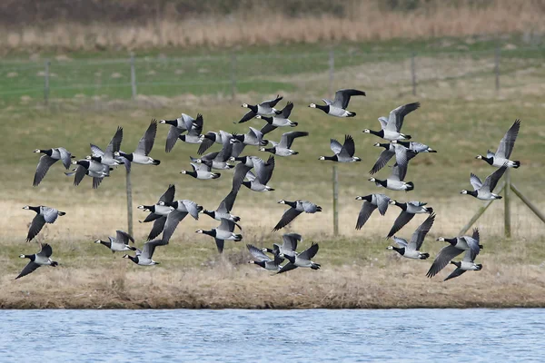 Ringelgans (Branta leucopsis)) — Stockfoto