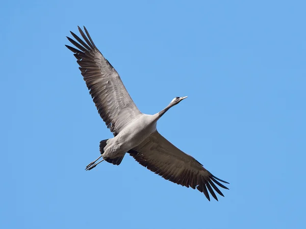 Common crane (Grus grus) — Stock Photo, Image