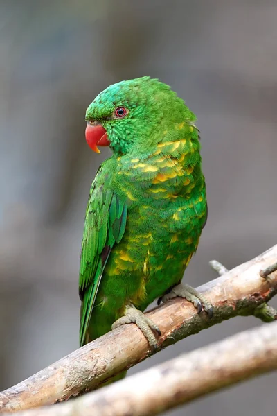 Scaly-breasted lorikeet (Trichoglossus chlorolepidotus) — Stock Photo, Image
