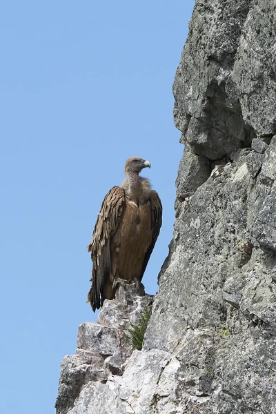 Griffon vulture (Gyps fulvus) — Stock Photo, Image