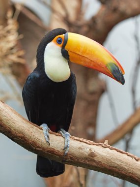 Toco Toucan (Ramphastos toco)