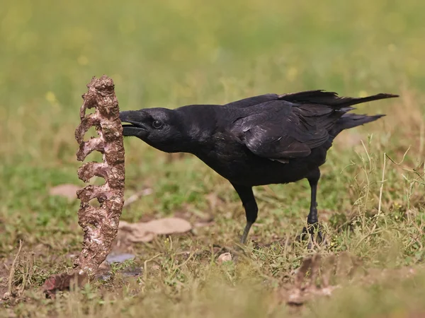 Cuervo común (Corvus corax) —  Fotos de Stock