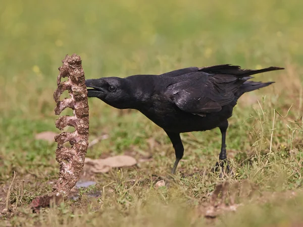 Коммон Равен (Corvus corax)) — стоковое фото