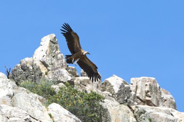 Griffon akbabası (Gyps fulvus)