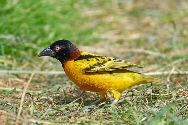 Tejedor de pueblo (Ploceus cucullatus) — Foto de Stock