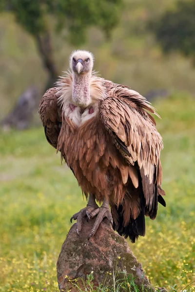 Grågam (Gyps fulvus)) — Stockfoto