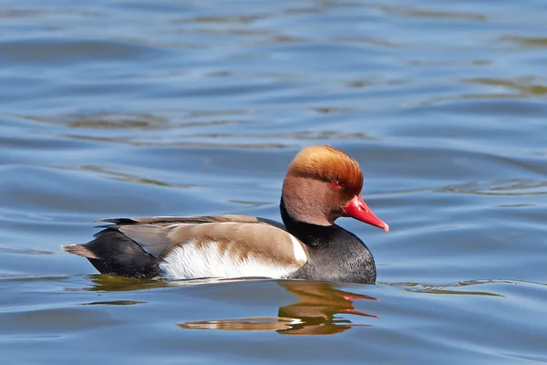 Red-crested pochard (Netta rufina) — Stock Photo, Image