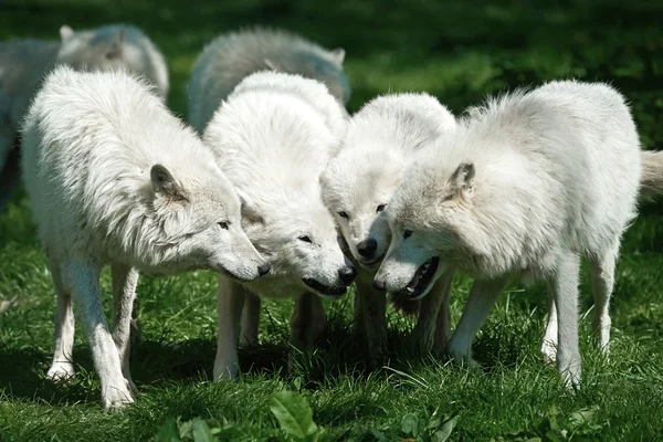 Αρκτικός λύκος (canis lupus arctos) — Φωτογραφία Αρχείου