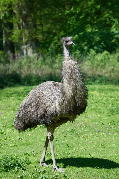 Emu (Dromaius novaehollandiae) — Stock Photo, Image
