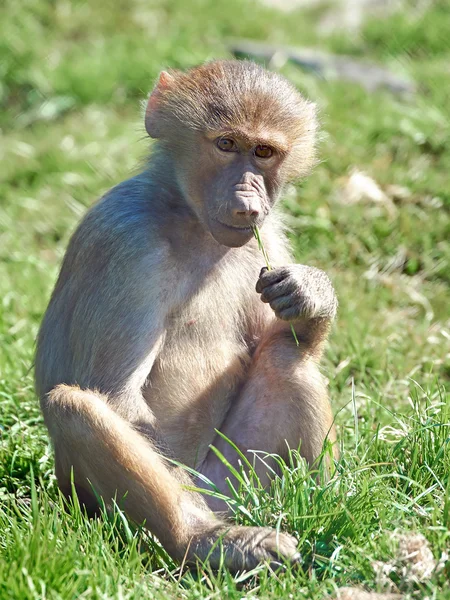 Hamadryas baboon (Papio hamadryas) — Stock Photo, Image
