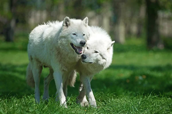 Lobo ártico (Canis lupus arctos ) — Foto de Stock