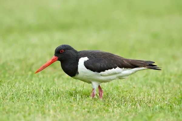 Euraziatische scholekster (Haematopus ostralegus)) — Stockfoto