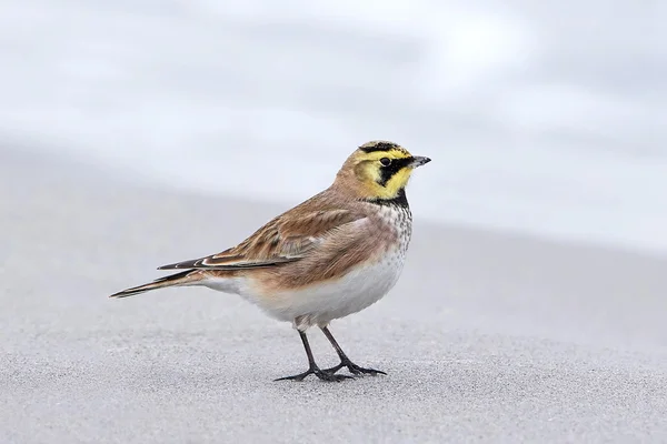 Alondra de cuernos (eremophila alpestris) — Foto de Stock