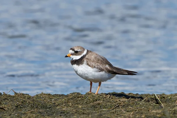 Chorro anillado común (Charadrius hiaticula ) — Foto de Stock