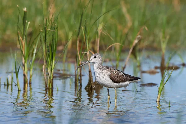 Common greenshank (Tringa nebularia) — Stock Photo, Image