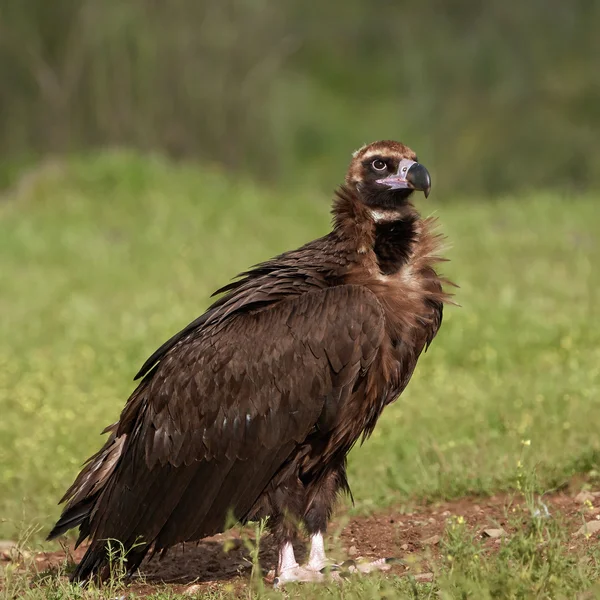 Sęp Black (monachus niezadowolona) — Zdjęcie stockowe