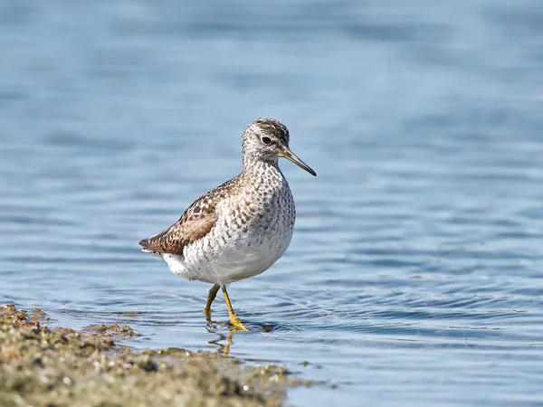 Wood sandpiper (Tringa glareola) — Stock Photo, Image